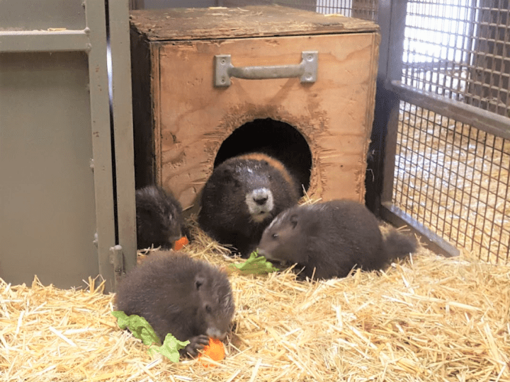 The Calgary Zoo announced on Thursday, July 25 that five Vancouver Island marmot pups were bornat the Devonian Wildlife Conservation Centre.