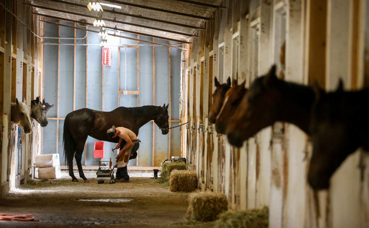 Ferrier Nolan Cameron shoes a chuckwagon horse in the barns at the Calgary Stampede in Calgary, Saturday, July 6, 2019. 
