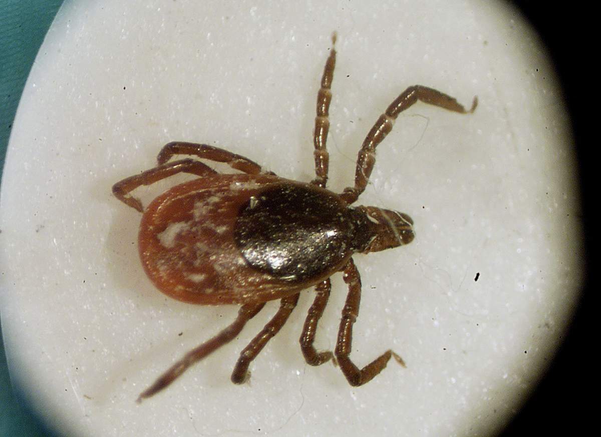 This March 2002 file photo shows a deer tick under a microscope in the entomology lab at the University of Rhode Island in South Kingstown, R.I. Lyme disease has settled so deeply into parts of Canada many public health units now just assume if you get bitten by a tick, you should be treated for lyme disease. 
