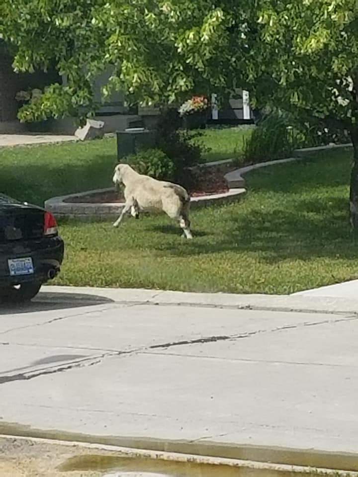 Sapach said she was terrified to see the sheep take off towards Bishop Grandin Boulevard.