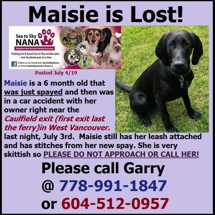 ‘She’s probably very scared’: SAR volunteer searching for puppy who bolted after B.C. highway crash - image