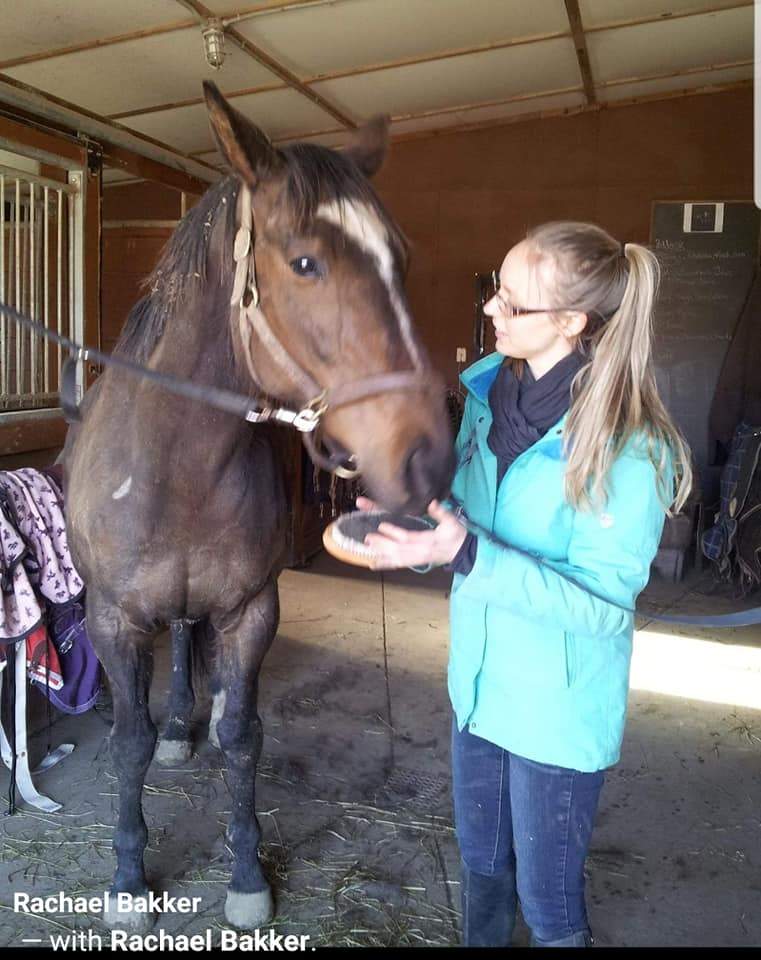Action is one of two horses allegedly sold without its owner’s permission.