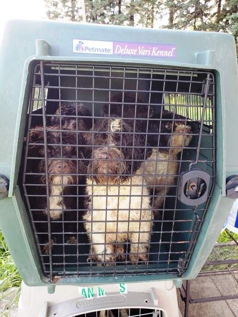A total of 72 dogs, mostly Havanese puppies, were seized from a home in northeast Edmonton on Sunday, July 28, 2019.