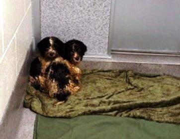 A total of 72 dogs, mostly Havanese puppies, were seized from a home in northeast Edmonton on Sunday, July 28, 2019.