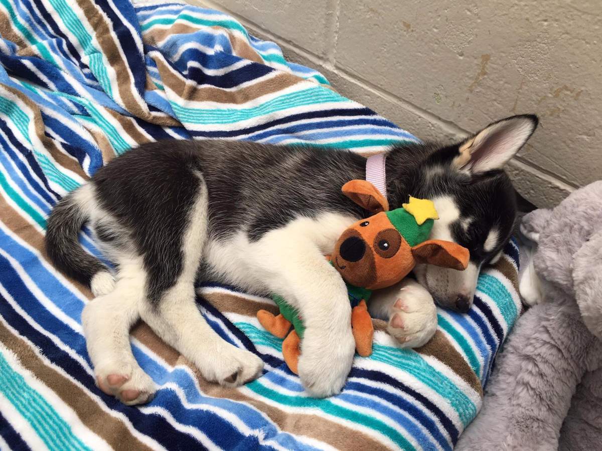 Eleven-week-old puppy Bear became sick after consuming cannabis in Vancouver last week. 