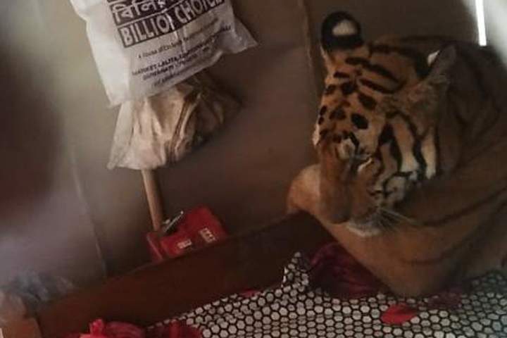 A tiger is shown inside a house near Kaziranga National Park in Assam, India on July 18, 2019.