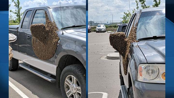 Here’s more photos of a swarm of bees on a parked truck in Saskatoon on July 8, 2019.