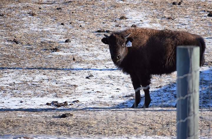 a Blackfeet First Nation calf