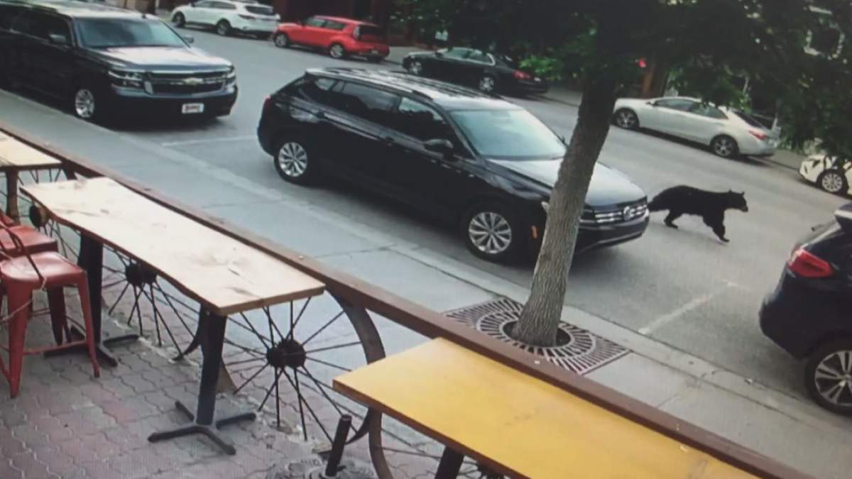 A black bear was captured on camera going into Gaucho Brazilian Barbeque in Canmore on Sunday.