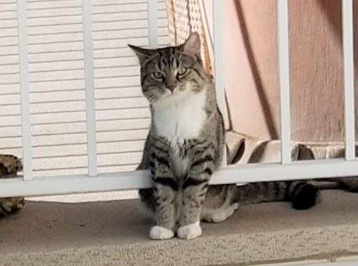 A neighbour, who asked not to be identified, gave this photo to Global News. They said it shows the same cat that was allegedly beaten to death on Tuesday, July 16, 2019.