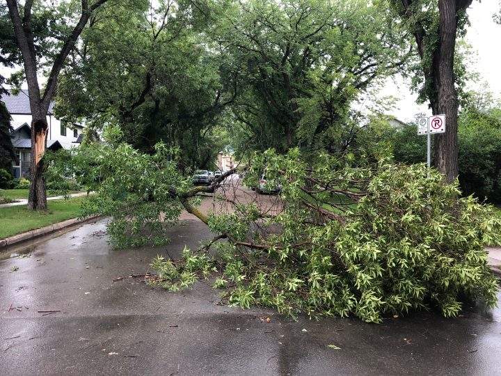 A downed tree in Saskatoon’s City Park neighbourhood on July 18, 2019.