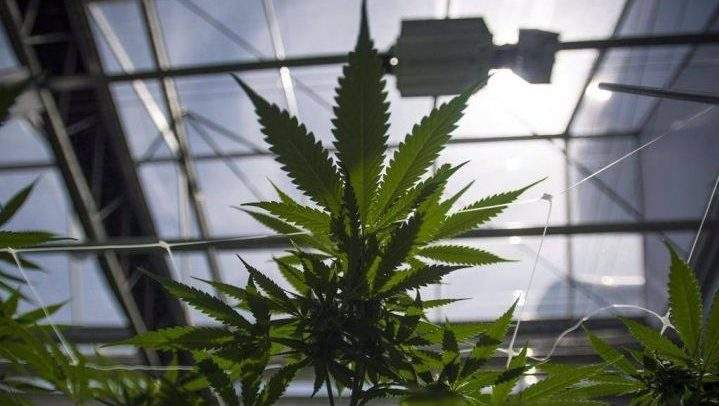 SUMA continues to call on the provincial government to share a portion of cannabis excise tax revenues as Saskatchewan moves to an open-market system.