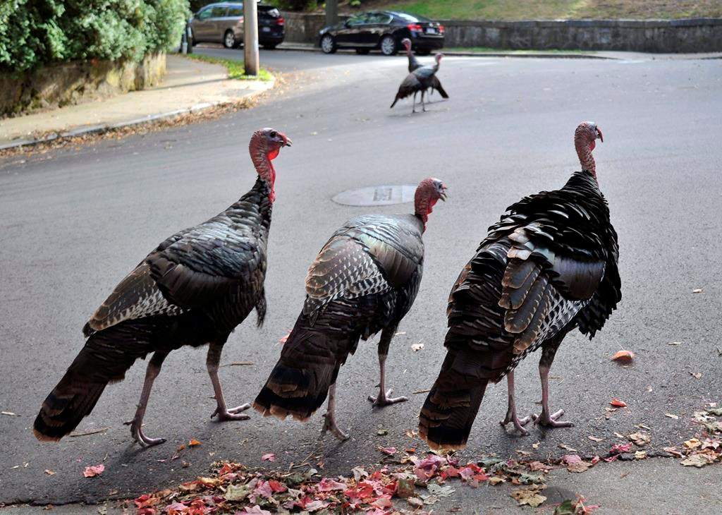 Once hunted near extinction, wild turkeys are an increasingly common sight in southern Quebec.