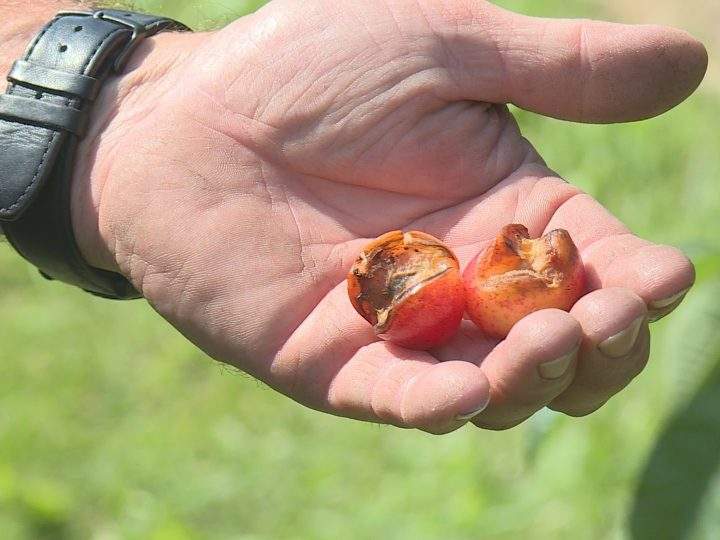 Cracked cherries can’t be sold because of how quickly they spoil.