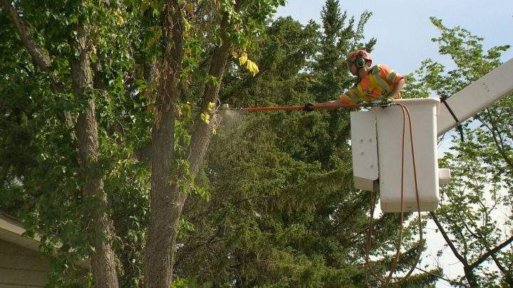 The City of Regina says the first case of Dutch elm disease in 2019 was discovered in a tree in a yard at 222 Lincoln Dr.