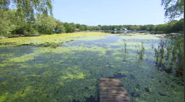 Yellow Floating Heart was unintentionally introduced to Little Albro Lake in 2006. 