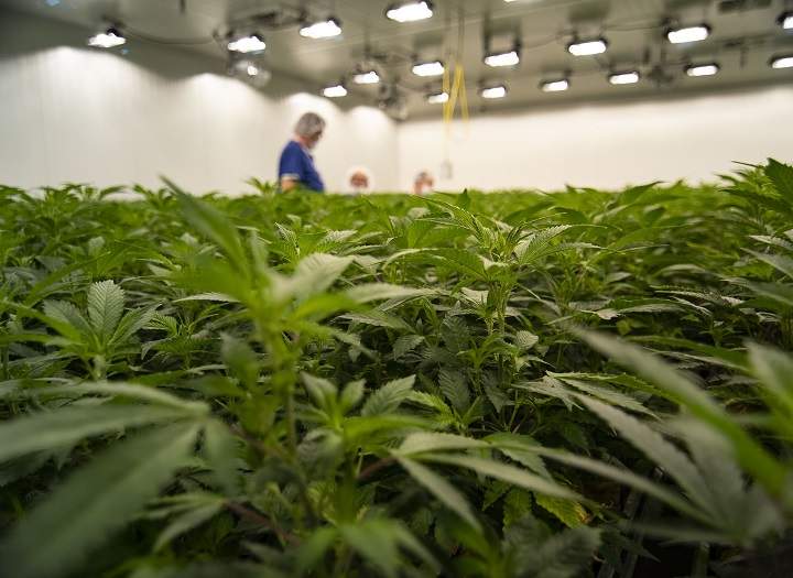 A proposed cannabis production facility has been rejected by West Kelowna’s city council.