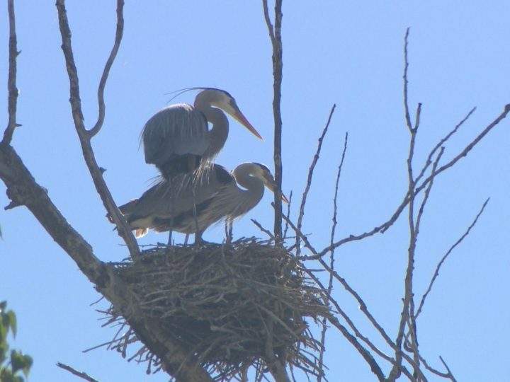 A file photo of two herons in Vernon. Great blue herons are considered a vulnerable species.