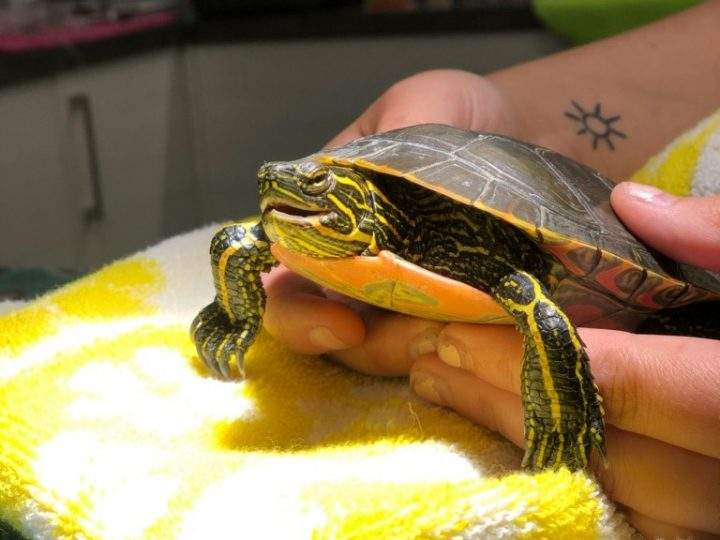 Sunny the turtle.