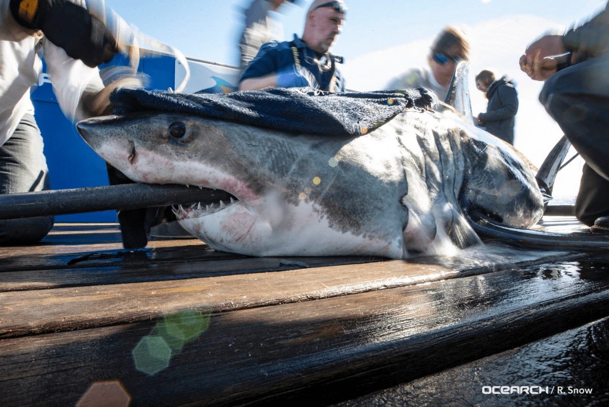 Jane the Shark was tagged in Lunenburg in 2018. 