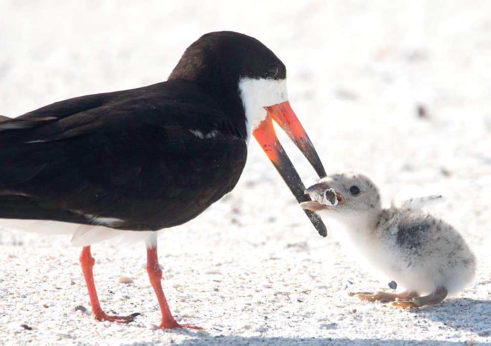 Photo of seabirds sharing a cigarette butt sparks anger over ocean garbage - image
