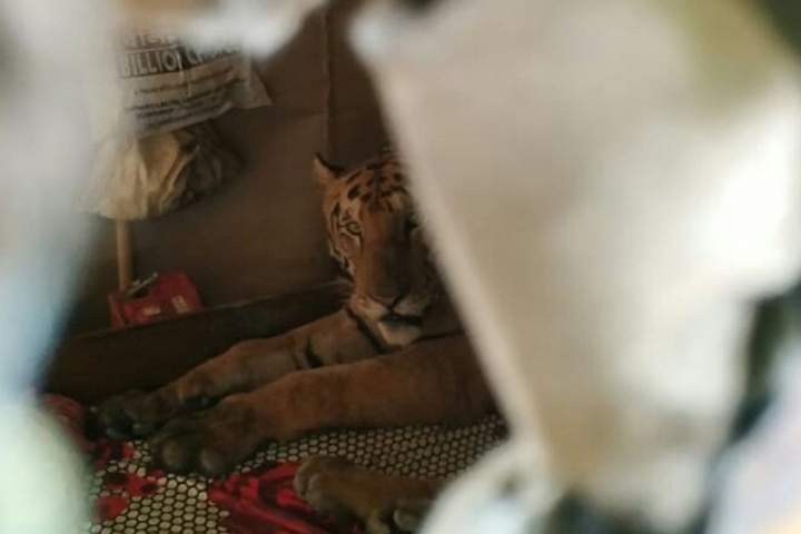 A tiger is shown inside a house near Kaziranga National Park in Assam, India on July 18, 2019.
