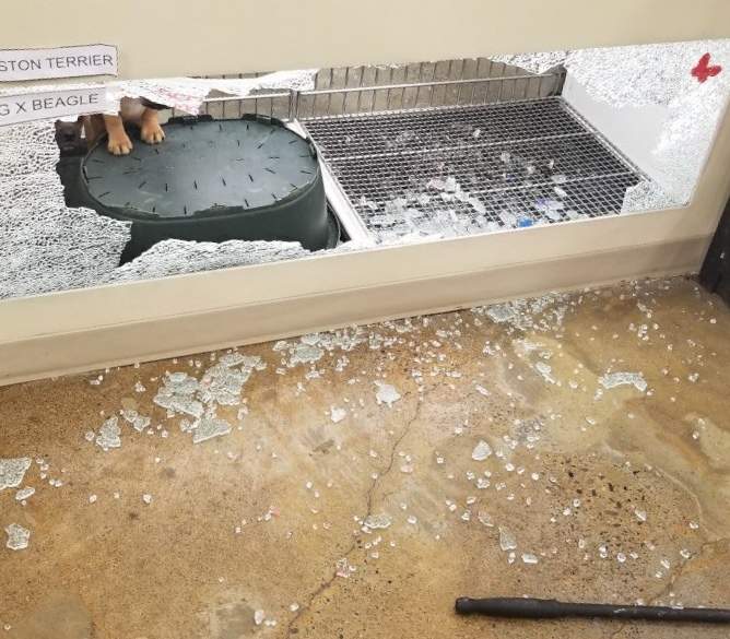 Two dogs were stolen in a smash and grab in Calgary on Saturday.