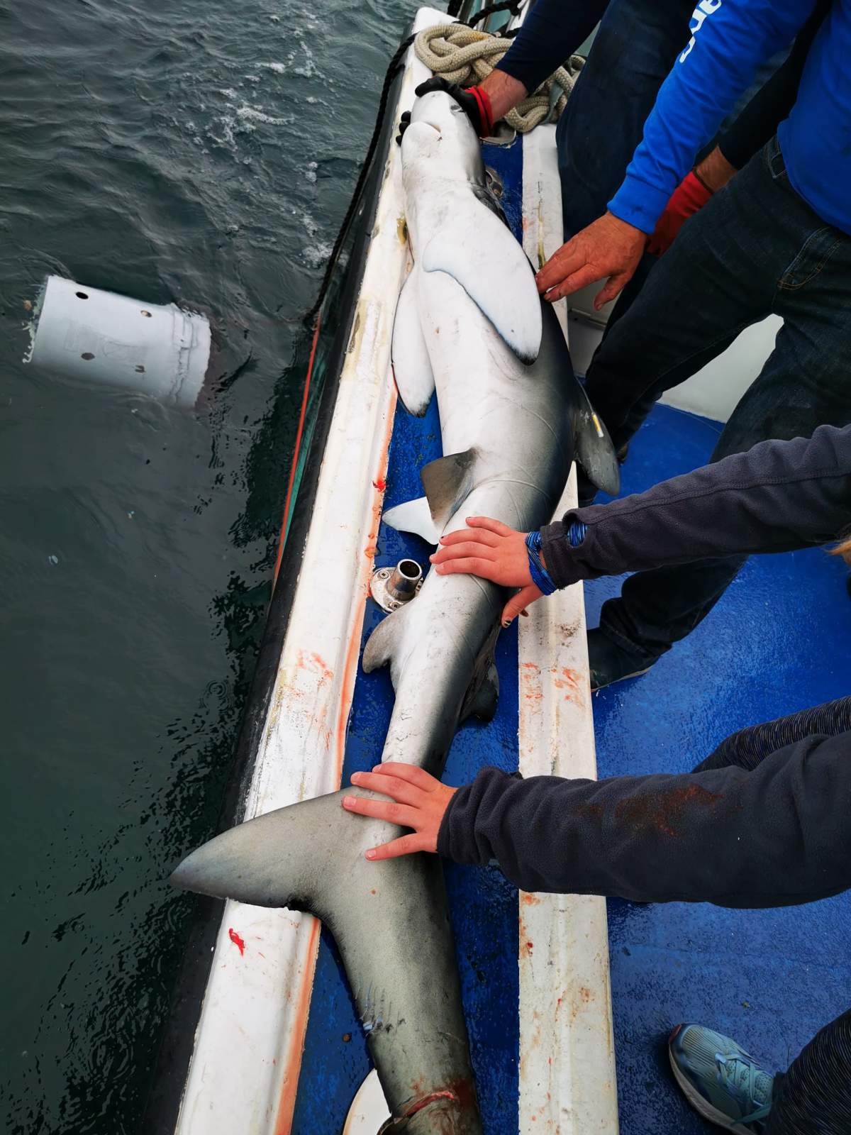 Art Gaetan is the captain of the shark fishing charter and estimates the blue shark the crew caught was roughly 40 pounds.