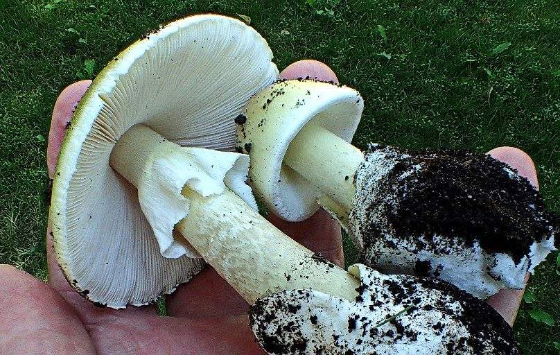 A white mushroom with a wide, thick cap. There is dirt along the root.
