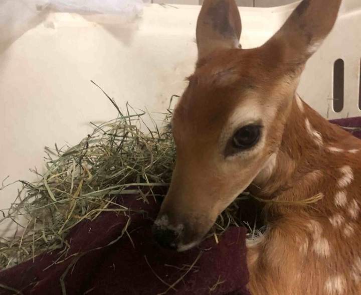 An Okanagan veterinarian says a fawn with a broken leg needs surgery, but the more pressing issue is finding a licensed sanctuary for the young deer.