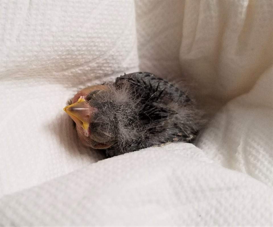 A lesser goldfinch chick is shown at the Wildlife Rehabilitation Center of Northern Utah on June 30, 2019.