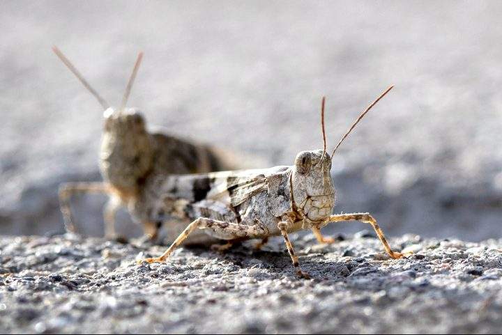 This Thursday, July 25, 2019, photo shows grasshoppers on a sidewalk outside the Las Vegas Sun offices in Henderson, Nev.