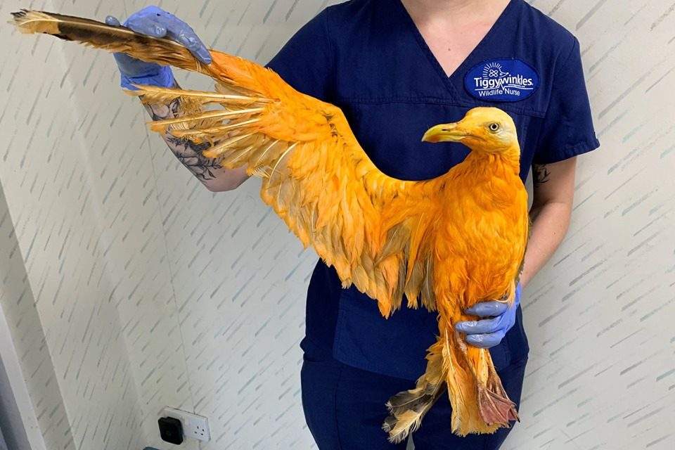 A seagull stained orange by suspected contact with curry is shown at the Tiggywinkles Wildlife Hospital near Aylesbury, U.K. on July 1, 2019.