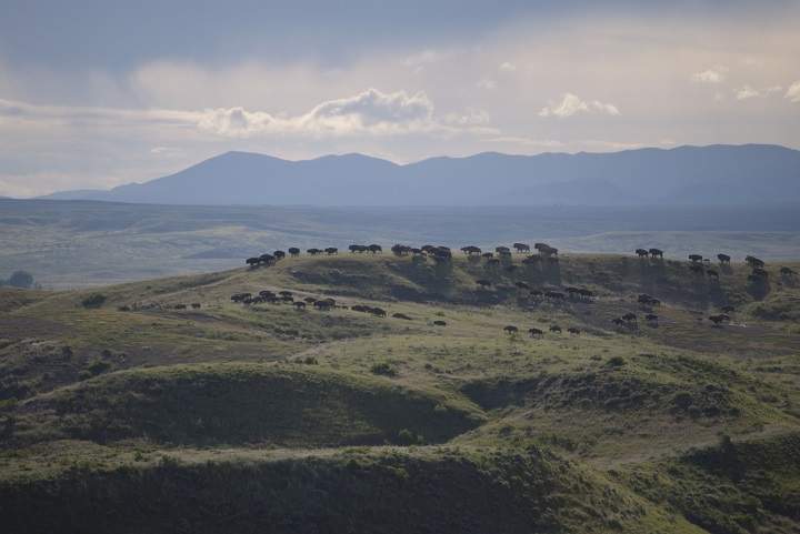 Plains bison in their new home on the American Prairie Reserve in Montana – 2012