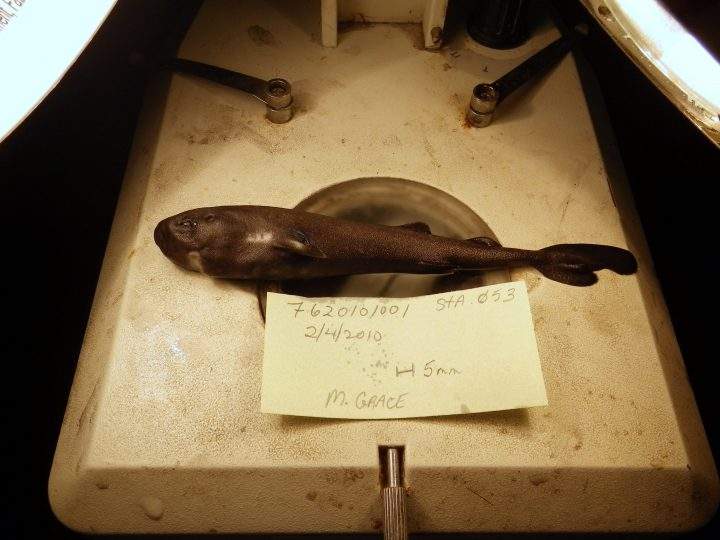 This undated image provided by National Oceanic Atmospheric Administration National Marine Fisheries Service Southeast Fisheries Science Center shows a 5.5-inch long rare pocket shark.