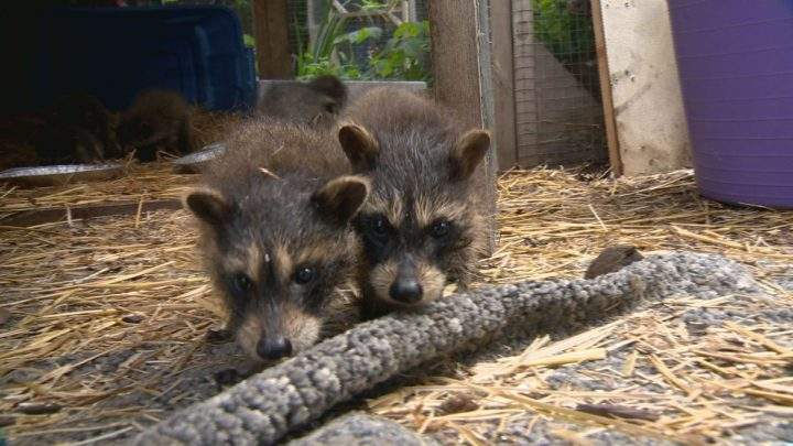 Rabies is still circulating among wildlife in the city according to Hamilton Public Health despite a drop in positive test cases, year over year.