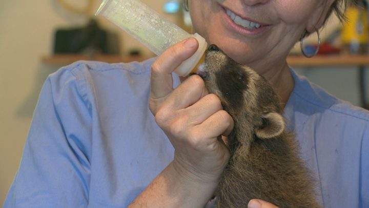 Hesseln bottle feeds a baby raccoon.