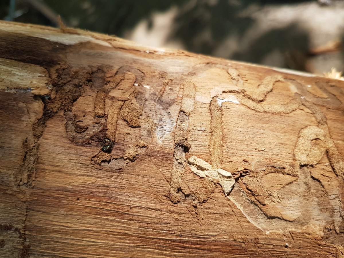 These S-shaped grooves caused by the Emerald Ash Borer, are a sign of infection in an ash tree.