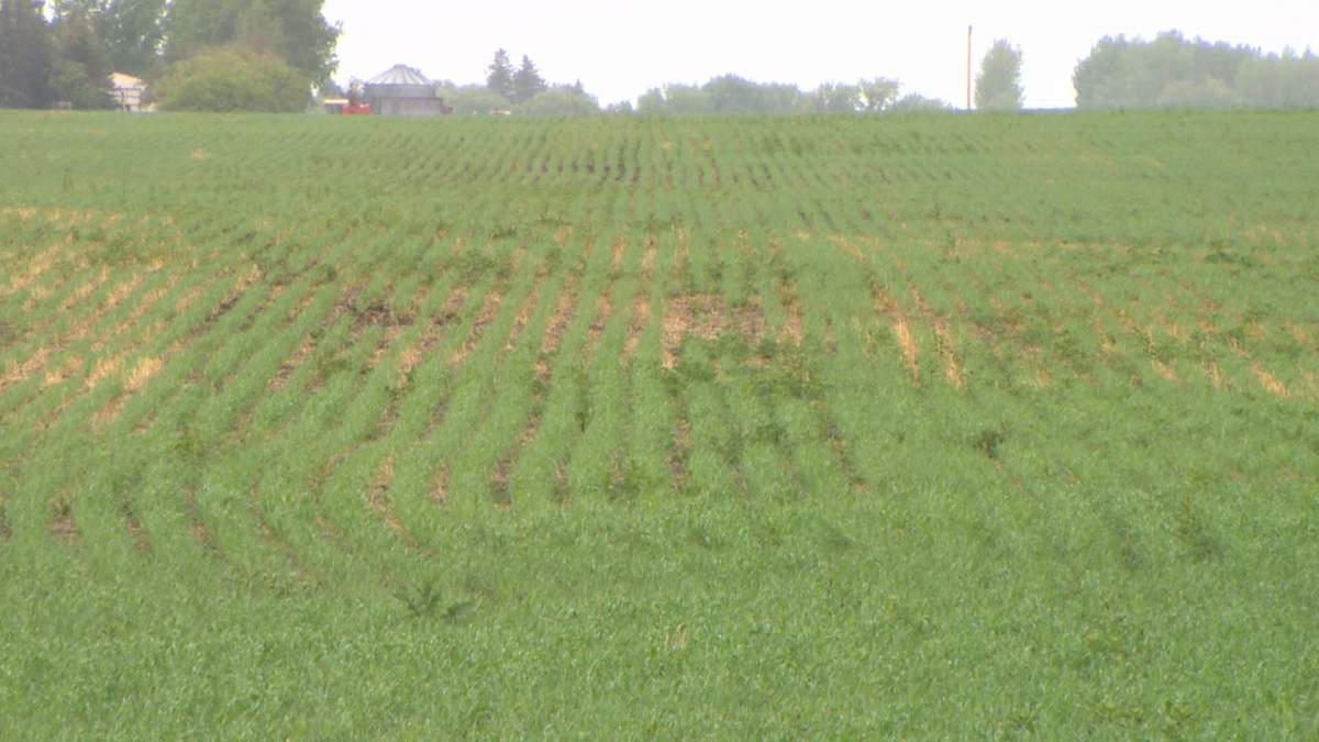 Rain in the past week did little to change topsoil conditions, Saskatchewan Agriculture said in the crop report.