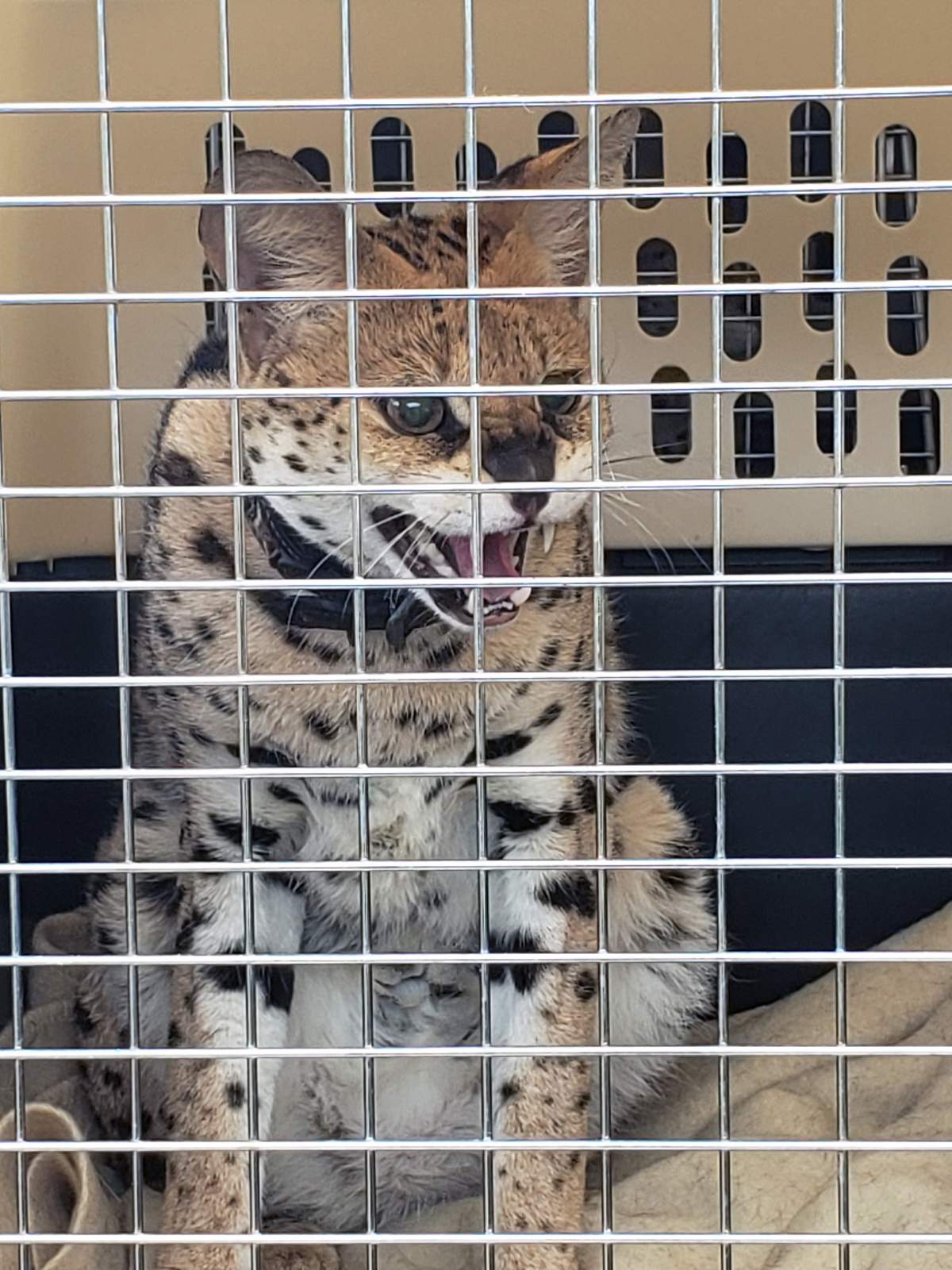 BC SPCA