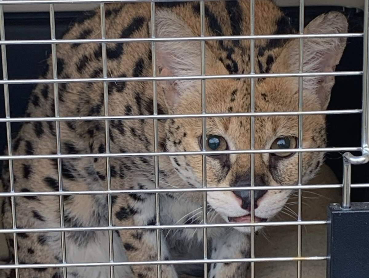 One of 13 serval cats seized from a property in the B.C. interior in 2019.