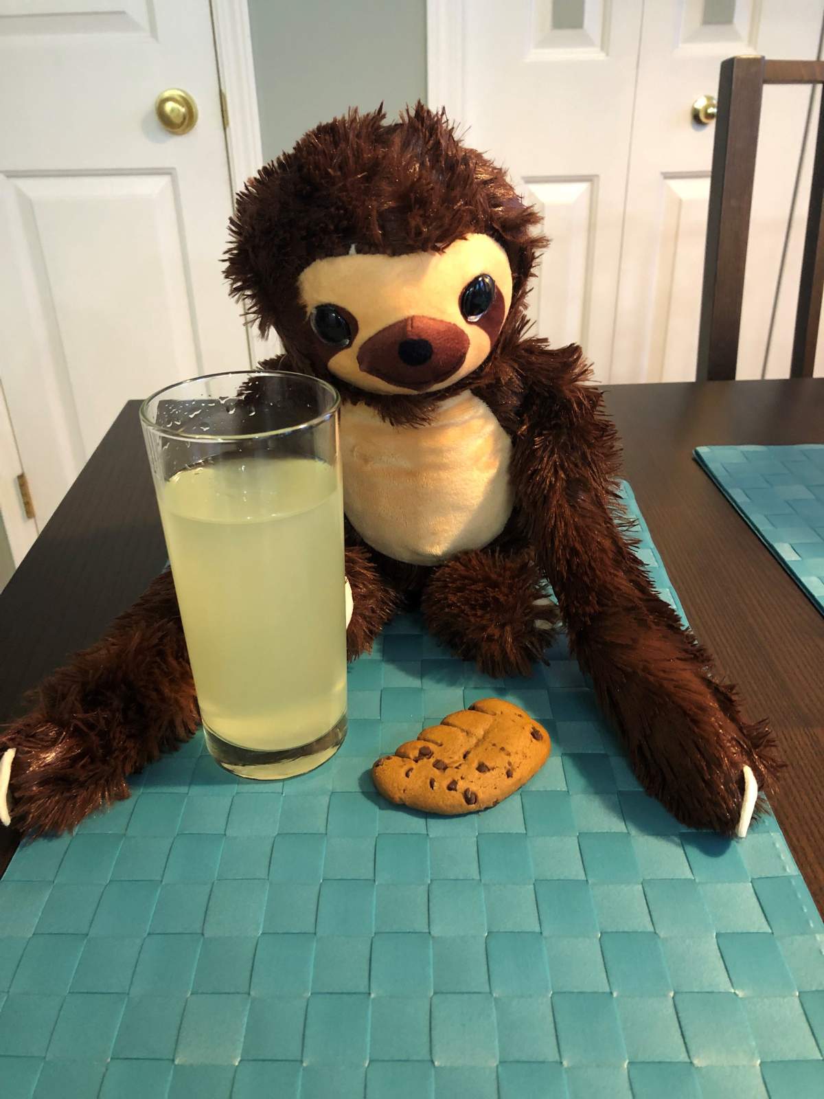Sammy the sloth enjoying a snack while waiting to be reunited with his owner.