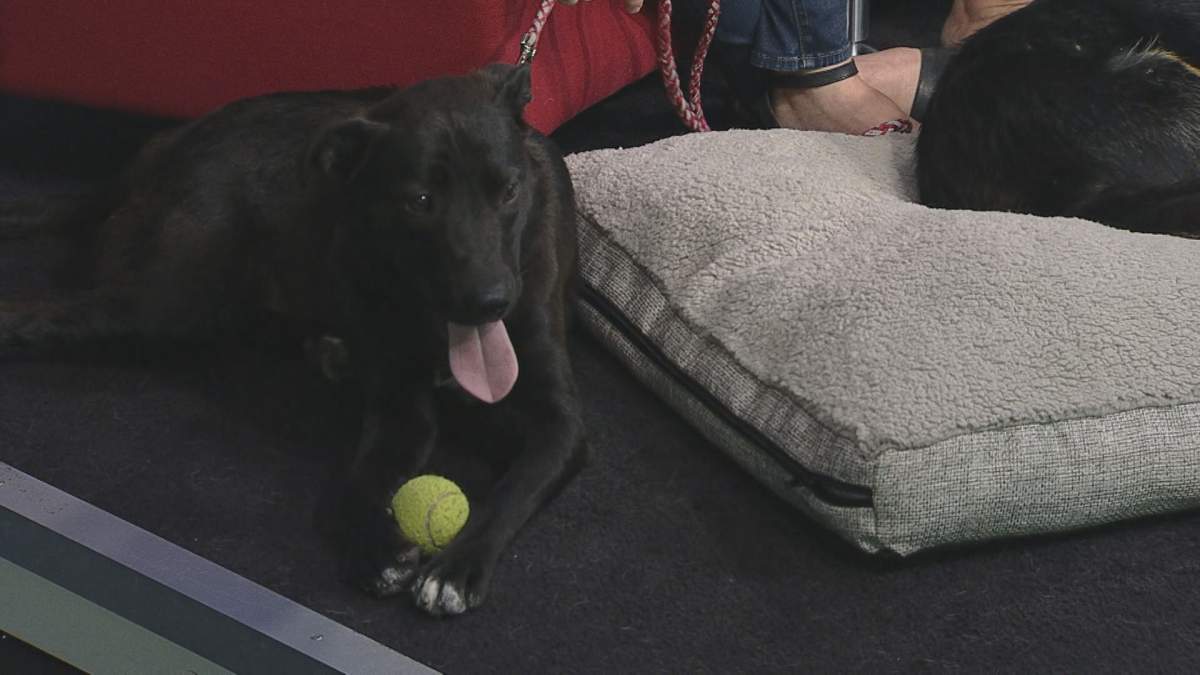 Willow relaxing on Global News Morning during Adopt A Pal.