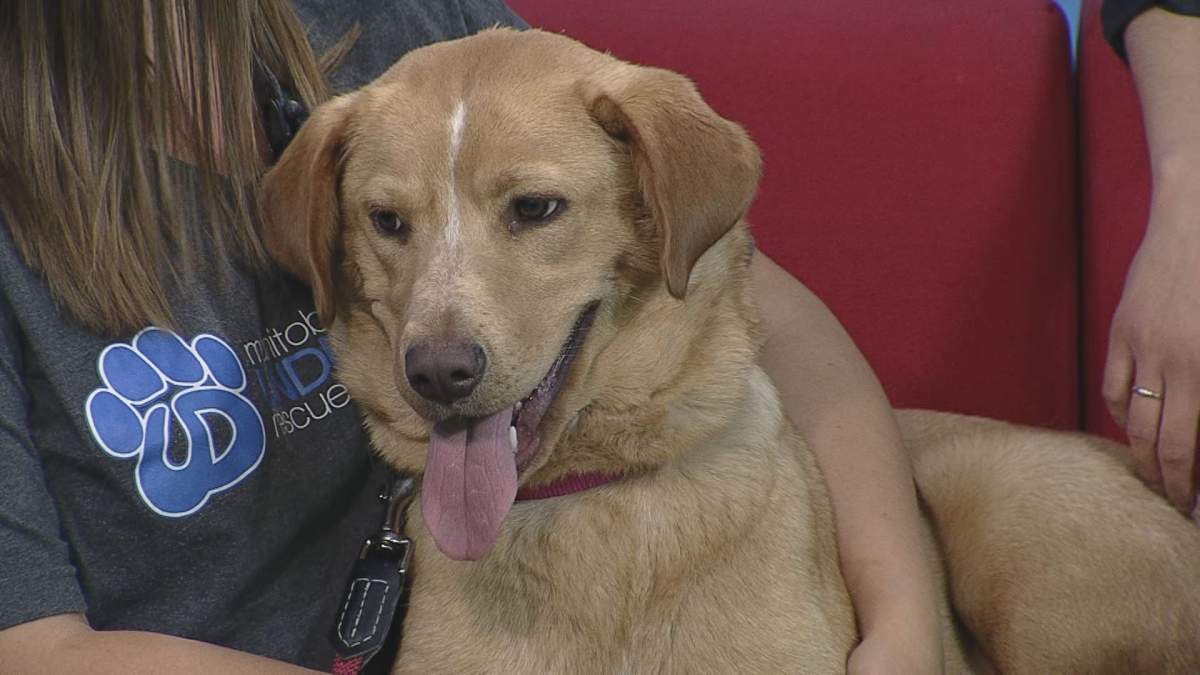 Groot takes the chance to relax on the Global News Morning set while showing off for Adopt A Pal.
