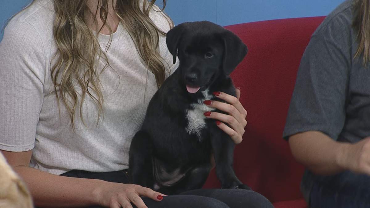 Slinky joins Global News Morning bright and early the weekly Adopt A Pal segment.