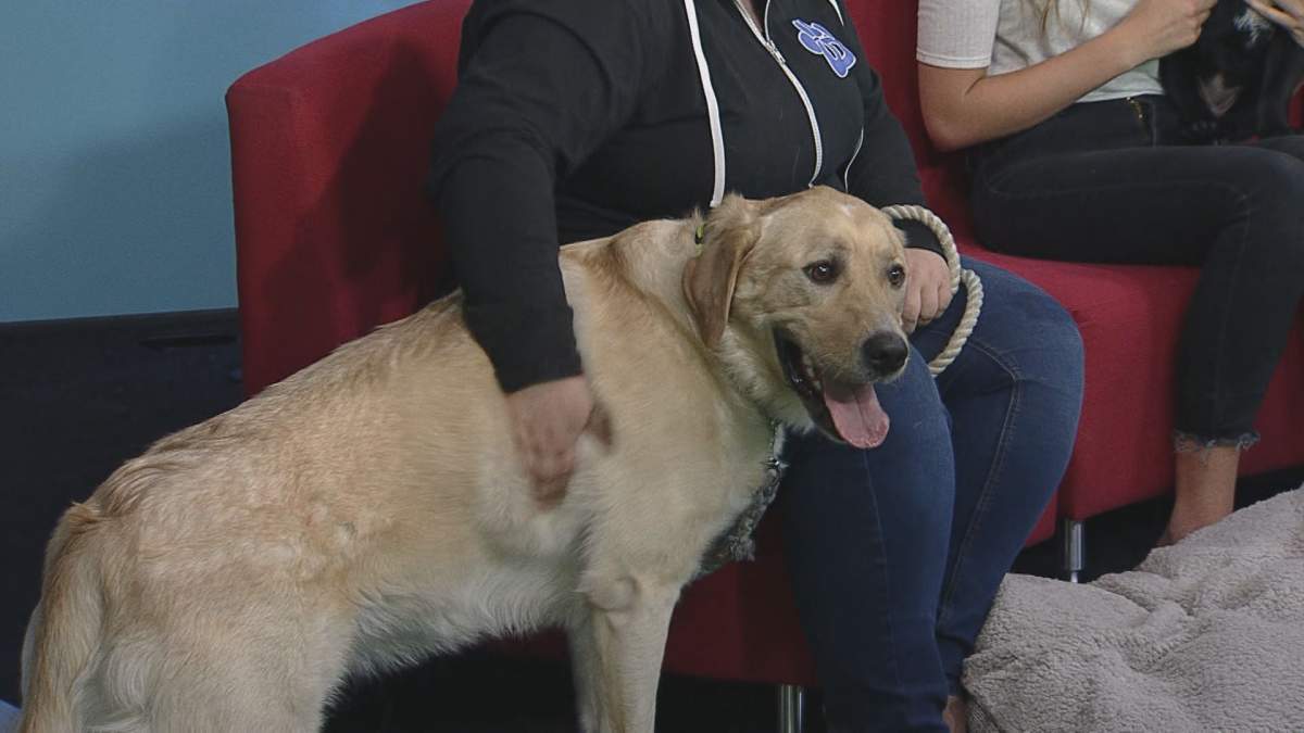 Bogart sniffs and plays around during the Adopt A Pal segment.