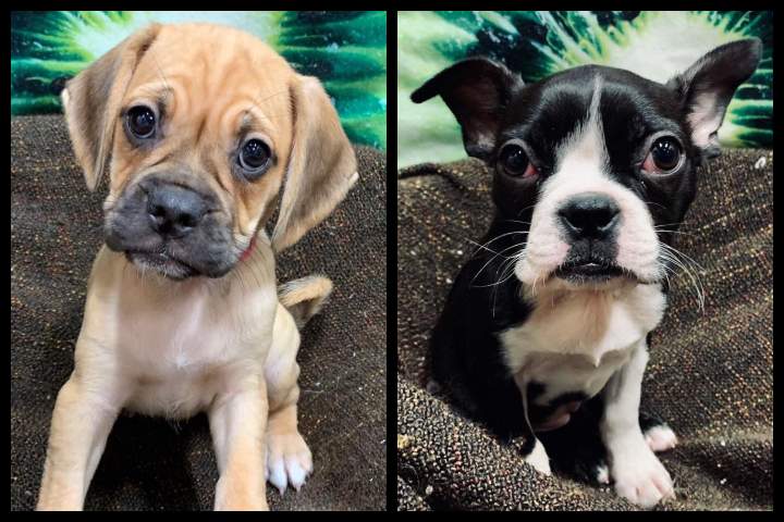 These two dogs were stolen from a Calgary pet store early Saturday morning.