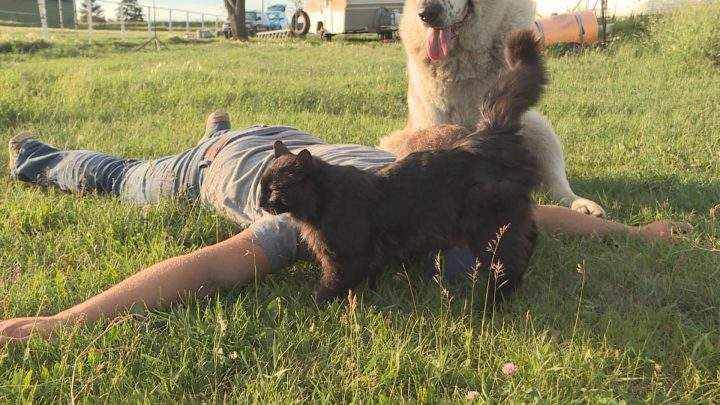 David DeWolfe demonstrates, along with his animals, how he got on the ground during Sunday’s arrest.