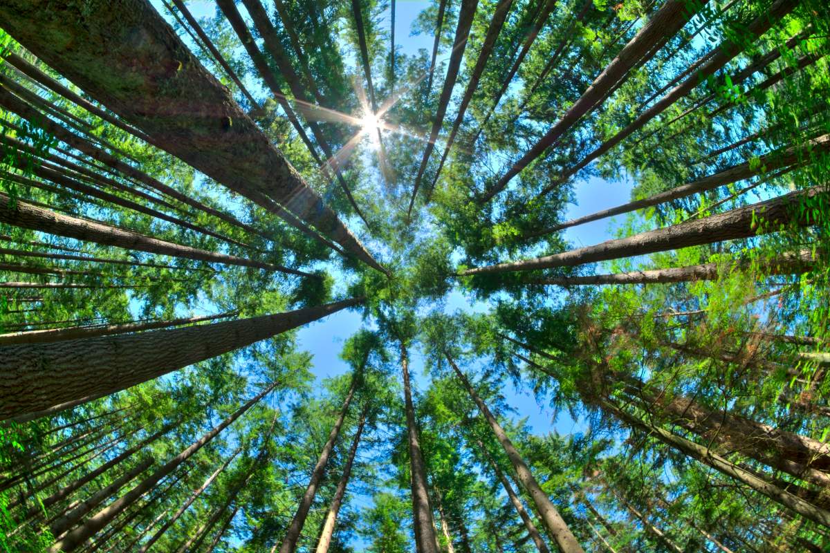 FILE. A dense pine forest.