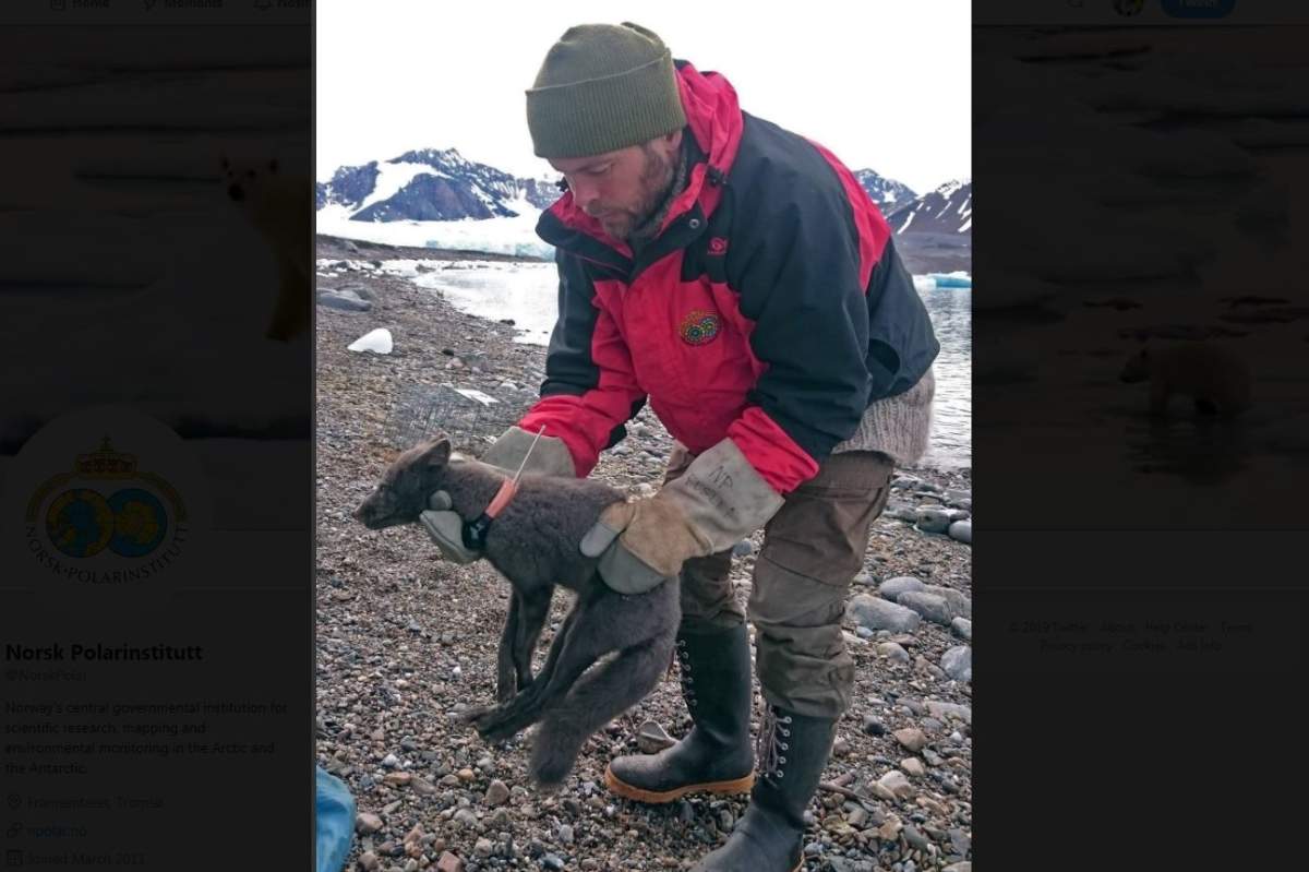 This Arctic fox migrated over sea ice from Norway to Canada at a pace scientists had not previously documented.